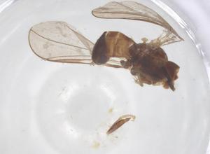  ( - BIOUG22768-H11)  @11 [ ] CreativeCommons - Attribution Share - Alike (2025) Centre for Biodiversity Genomics Centre for Biodiversity Genomics