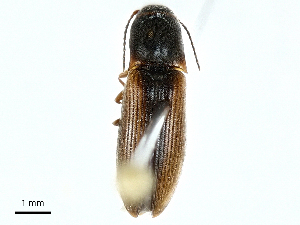  ( - BIOUG91332-F05)  @11 [ ] CreativeCommons - Attribution (2022) CBG Photography Group Centre for Biodiversity Genomics