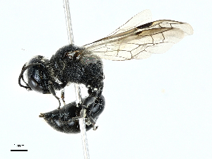  ( - BIOUG91335-G04)  @11 [ ] CreativeCommons - Attribution (2022) CBG Photography Group Centre for Biodiversity Genomics