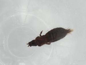  ( - BIOUG94609-A11)  @11 [ ] CreativeCommons - Attribution (2023) Centre for Biodiversity Genomics Centre for Biodiversity Genomics