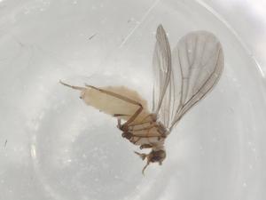  ( - BIOUG94630-B01)  @11 [ ] CreativeCommons - Attribution (2023) Centre for Biodiversity Genomics Centre for Biodiversity Genomics