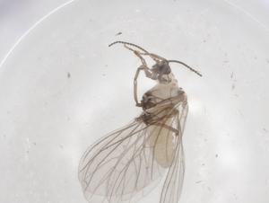  ( - BIOUG94632-B01)  @11 [ ] CreativeCommons - Attribution (2023) Centre for Biodiversity Genomics Centre for Biodiversity Genomics