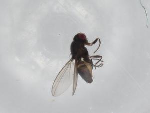  ( - BIOUG94680-C08)  @11 [ ] CreativeCommons - Attribution (2023) Centre for Biodiversity Genomics Centre for Biodiversity Genomics