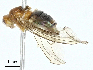  ( - BIOUG97778-C05)  @11 [ ] CreativeCommons - Attribution (2023) CBG Photography Group Centre for Biodiversity Genomics