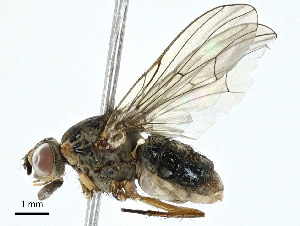  ( - BIOUG97778-D03)  @11 [ ] CreativeCommons - Attribution (2023) CBG Photography Group Centre for Biodiversity Genomics
