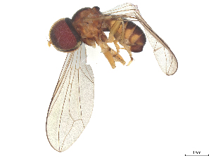  ( - BIOUG24177-H01)  @11 [ ] CreativeCommons - Attribution (2025) CBG Photography Group Centre for Biodiversity Genomics