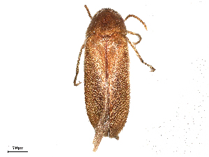  ( - BIOUG24399-A06)  @11 [ ] CreativeCommons - Attribution Share - Alike (2025) CBG Photography Group Centre for Biodiversity Genomics