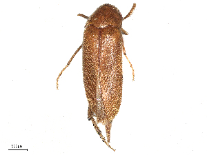  ( - BIOUG24399-C06)  @11 [ ] CreativeCommons - Attribution Share - Alike (2025) CBG Photography Group Centre for Biodiversity Genomics