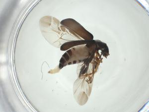  ( - CBG-A29468-H09)  @11 [ ] CreativeCommons - Attribution Share - Alike (2024) Centre for Biodiversity Genomics Centre for Biodiversity Genomics