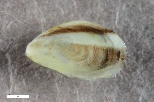  ( - ZFMK-TIS-2574706)  @11 [ ] CreativeCommons  Attribution Share-Alike (by-sa) 4.0 (2017) Unspecified Zoologisches Forschungsmuseum Alexander Koenig