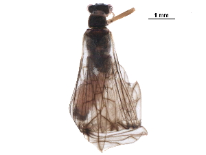  ( - BIOUG24733-G07)  @11 [ ] CreativeCommons - Attribution (2018) CBG Photography Group Centre for Biodiversity Genomics