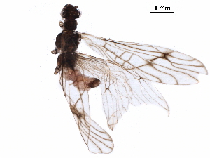  ( - BIOUG24733-G08)  @11 [ ] CreativeCommons - Attribution (2018) CBG Photography Group Centre for Biodiversity Genomics