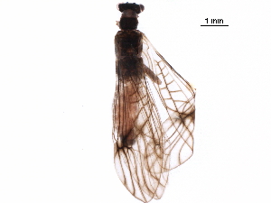  ( - BIOUG24421-F01)  @11 [ ] CreativeCommons - Attribution (2018) CBG Photography Group Centre for Biodiversity Genomics