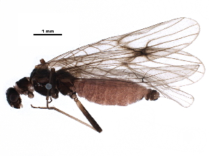  (Podmosta weberi - BIOUG24421-F03)  @14 [ ] CreativeCommons - Attribution (2016) CBG Photography Group Centre for Biodiversity Genomics