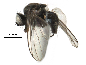  ( - BIOUG23986-A01)  @13 [ ] CreativeCommons - Attribution (2016) CBG Photography Group Centre for Biodiversity Genomics