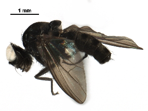  ( - BIOUG23989-A11)  @13 [ ] CreativeCommons - Attribution (2016) CBG Photography Group Centre for Biodiversity Genomics