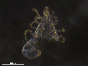  ( - BIOUG25059-F09)  @11 [ ] CreativeCommons - Attribution (2019) CBG Photography Group Centre for Biodiversity Genomics