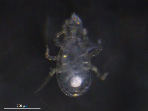  ( - BIOUG25059-G09)  @11 [ ] CreativeCommons - Attribution (2019) CBG Photography Group Centre for Biodiversity Genomics