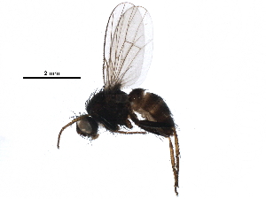  (Lispocephala erythrocera - BIOUG22283-E10)  @15 [ ] CreativeCommons - Attribution (2016) CBG Photography Group Centre for Biodiversity Genomics
