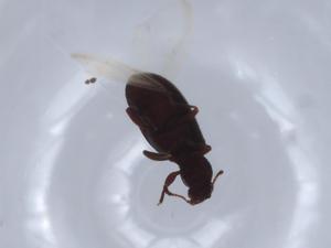  ( - BIOUG64769-E02)  @11 [ ] CreativeCommons - Attribution (2021) Centre for Biodiversity Genomics Centre for Biodiversity Genomics