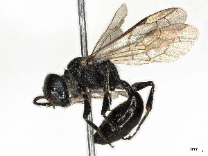 ( - BIOUG25284-H10)  @11 [ ] CreativeCommons - Attribution Share - Alike (2023) CBG Photography Group Centre for Biodiversity Genomics