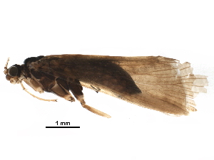  (Hydropsyche cockerelli - BIOUG25362-G09)  @14 [ ] CreativeCommons - Attribution (2016) CBG Photography Group Centre for Biodiversity Genomics