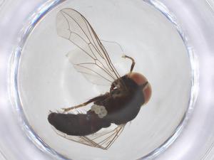  ( - BIOUG26011-H09)  @11 [ ] CreativeCommons - Attribution Share - Alike (2025) Centre for Biodiversity Genomics Centre for Biodiversity Genomics