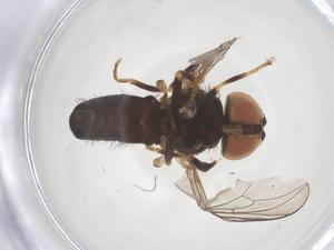  ( - BIOUG26017-F08)  @11 [ ] CreativeCommons - Attribution Share - Alike (2025) Centre for Biodiversity Genomics Centre for Biodiversity Genomics