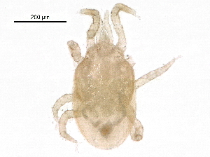  (Proctolaelaps sp. JCS74 - BIOUG22414-B06)  @13 [ ] CreativeCommons - Attribution (2016) CBG Photography Group Centre for Biodiversity Genomics