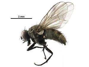  ( - BIOUG23268-H11)  @15 [ ] CreativeCommons - Attribution (2016) CBG Photography Group Centre for Biodiversity Genomics