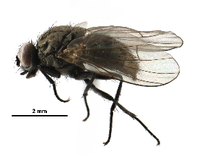  ( - BIOUG23570-C05)  @15 [ ] CreativeCommons - Attribution (2016) CBG Photography Group Centre for Biodiversity Genomics