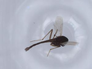  ( - BIOUG65433-C09)  @11 [ ] CreativeCommons - Attribution (2021) Centre for Biodiversity Genomics Centre for Biodiversity Genomics