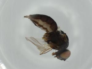  ( - BIOUG65434-E01)  @11 [ ] CreativeCommons - Attribution (2021) Centre for Biodiversity Genomics Centre for Biodiversity Genomics