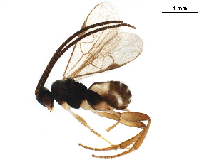  ( - BIOUG38903-G08)  @11 [ ] CreativeCommons - Attribution (2019) CBG Photography Group Centre for Biodiversity Genomics