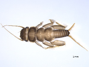  (Acroneuria abnormis - BIOUG02705-E05)  @14 [ ] CreativeCommons - Attribution (2012) Gillian Martin Centre for Biodiversity Genomics