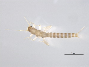  ( - BIOUG02705-F08)  @13 [ ] CreativeCommons - Attribution (2012) Gillian Martin Centre for Biodiversity Genomics