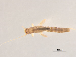  ( - BIOUG02706-H02)  @13 [ ] CreativeCommons - Attribution (2012) Gillian Martin Centre for Biodiversity Genomics