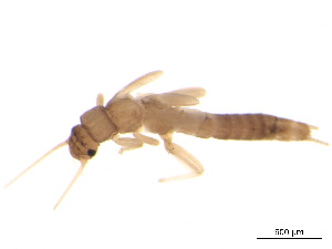  ( - BIOUG02707-F11)  @13 [ ] CreativeCommons - Attribution (2012) Gillian Martin Centre for Biodiversity Genomics