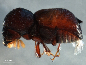  ( - BIOUG41255-H07)  @11 [ ] CreativeCommons - Attribution (2019) CBG Photography Group Centre for Biodiversity Genomics