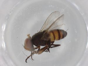  ( - BIOUG97708-F08)  @11 [ ] CreativeCommons - Attribution (2023) Centre for Biodiversity Genomics Centre for Biodiversity Genomics