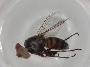  ( - BIOUG99317-C11)  @11 [ ] CreativeCommons - Attribution (2023) Centre for Biodiversity Genomics Centre for Biodiversity Genomics