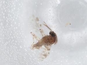  ( - BIOUG99342-E10)  @11 [ ] CreativeCommons - Attribution (2023) Centre for Biodiversity Genomics Centre for Biodiversity Genomics