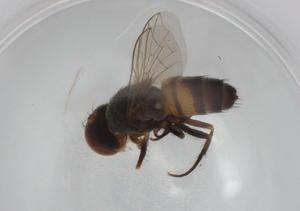  ( - BIOUG99344-A01)  @11 [ ] CreativeCommons - Attribution (2023) Centre for Biodiversity Genomics Centre for Biodiversity Genomics