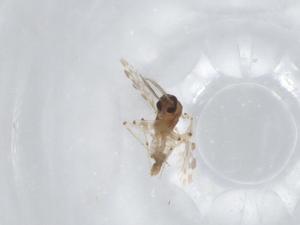  ( - BIOUG99350-F07)  @11 [ ] CreativeCommons - Attribution (2023) Centre for Biodiversity Genomics Centre for Biodiversity Genomics