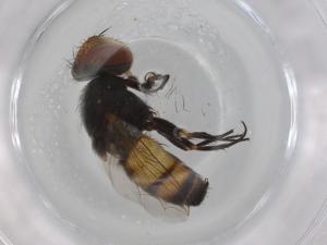  ( - BIOUG99351-D02)  @11 [ ] CreativeCommons - Attribution (2023) Centre for Biodiversity Genomics Centre for Biodiversity Genomics