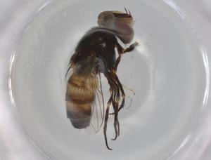  ( - BIOUG99351-D05)  @11 [ ] CreativeCommons - Attribution (2023) Centre for Biodiversity Genomics Centre for Biodiversity Genomics