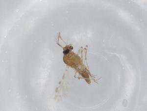  ( - BIOUG99360-H06)  @11 [ ] CreativeCommons - Attribution (2023) Centre for Biodiversity Genomics Centre for Biodiversity Genomics