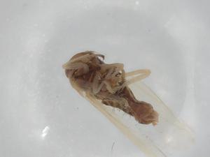  ( - BIOUG99363-F11)  @11 [ ] CreativeCommons - Attribution (2023) Centre for Biodiversity Genomics Centre for Biodiversity Genomics