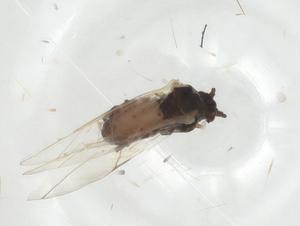  ( - CBG-A12533-F05)  @11 [ ] CreativeCommons - Attribution Share - Alike (2023) Centre for Biodiversity Genomics Centre for Biodiversity Genomics