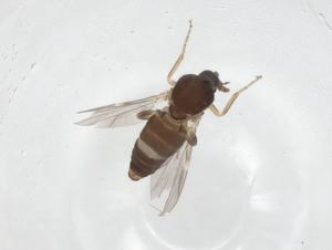 ( - CBG-A15465-G01)  @11 [ ] CreativeCommons - Attribution Share - Alike (2023) Centre for Biodiversity Genomics Centre for Biodiversity Genomics